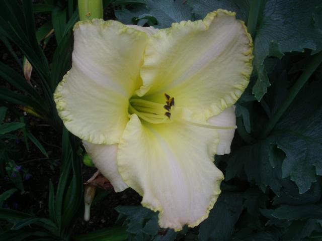 Wedding band store daylily